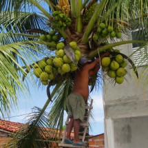 Harvesting green coconuts